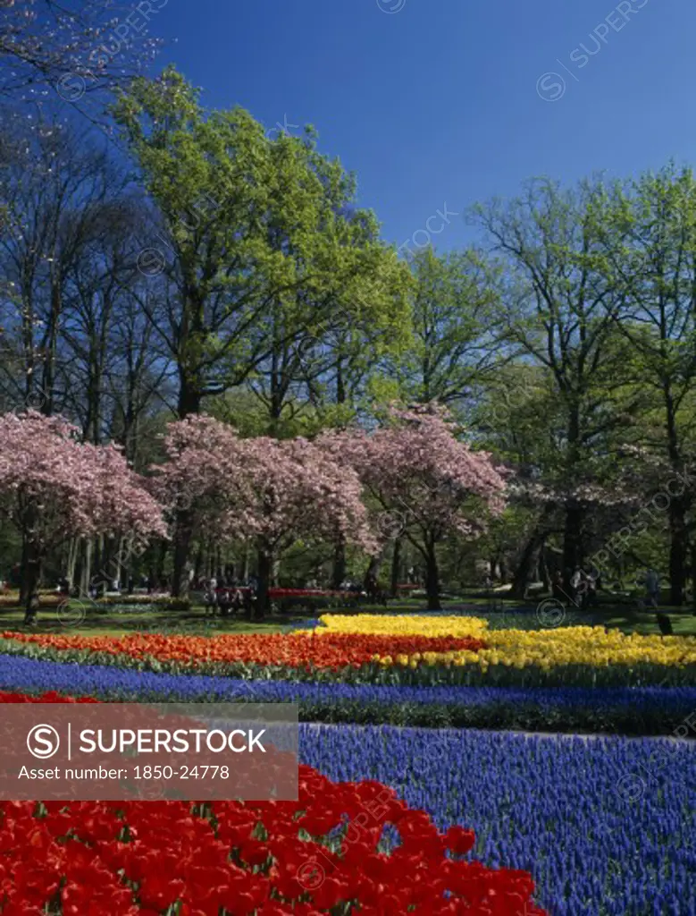 Holland, South, 'Keukenhof Gardens. Multicoloured Layered Display Of Tulips, Cherry Blossoms And Lush Green Trees Against A Blue Sky'