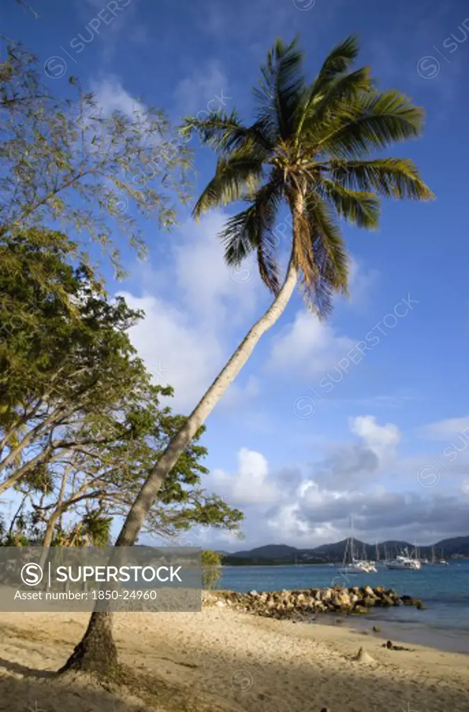 West Indies, St Lucia, Gros Islet , Single Coconut Palm Tree On Pigeon Island National Historic Park Beach