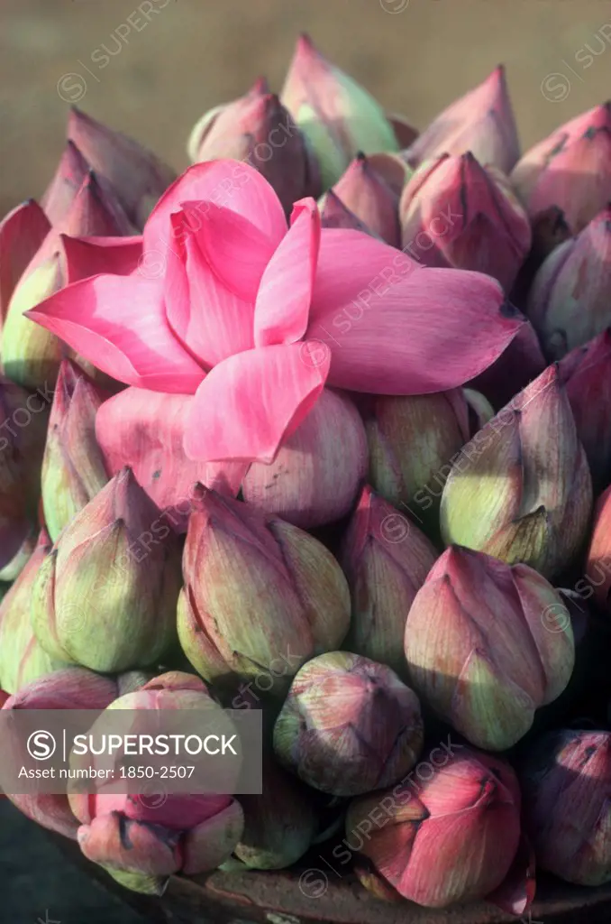 Sri Lanka, Flowers, Lotus Buds For Temple Offerings