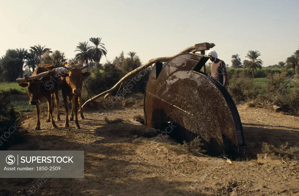 Egypt, Nile Valley, Aswan, Man Using An Irrigation Wheel With Cattle