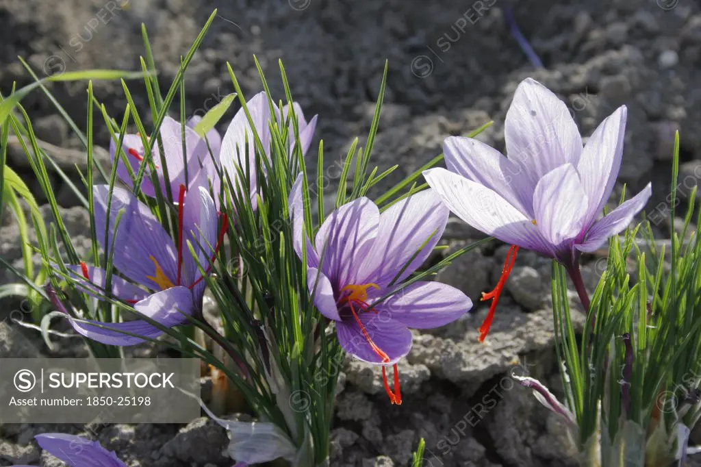 Greece, Macedonia, Kozani, Ano Komi.  Saffron Flower Plants Growing In Their Natural Environment