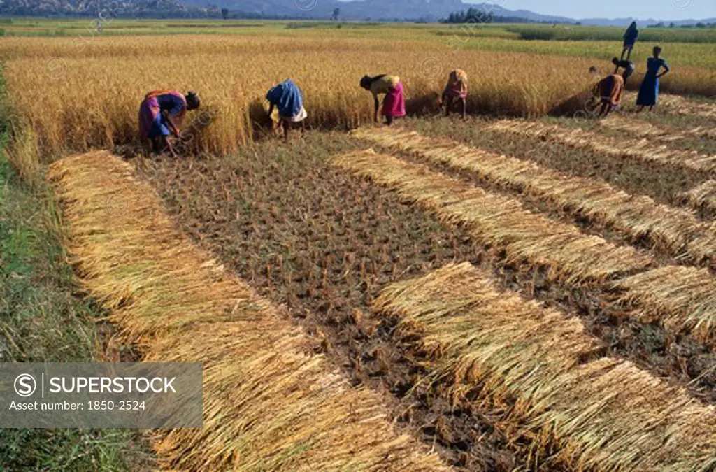 Nepal, Eastern Terai, Agriculture, Rice Harvest.