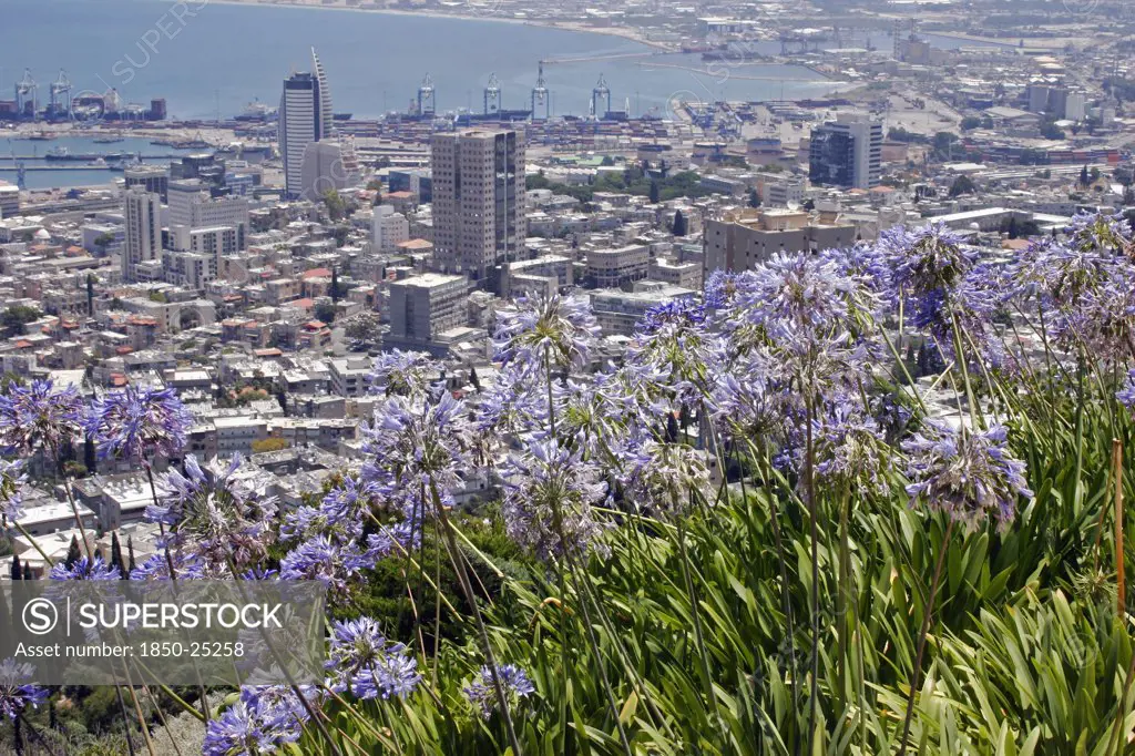 Israel, Northern Coast, Haifa, Zionism Avenue.  View Of Haifa'S City And Port From The Baha'I Gardens With Blue Flowers On Slope In Foreground.