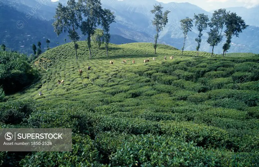 India, West Bengal, Darjeeling, Distant View Of Line Of Tea Pickers Working Across Slope Of Tea Plantation With Line Of Trees And Mountain Landscape Behind.
