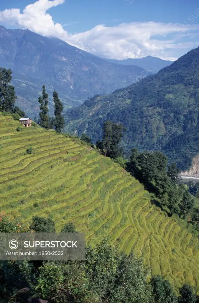 India, Sikkim, Agriculture, Rice Terraces With Mountain Landscape Behind.