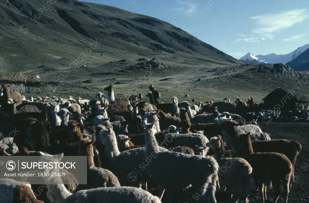 Bolivia, Collpa Huata, Llamas And Herders With Green Mountains Behind.