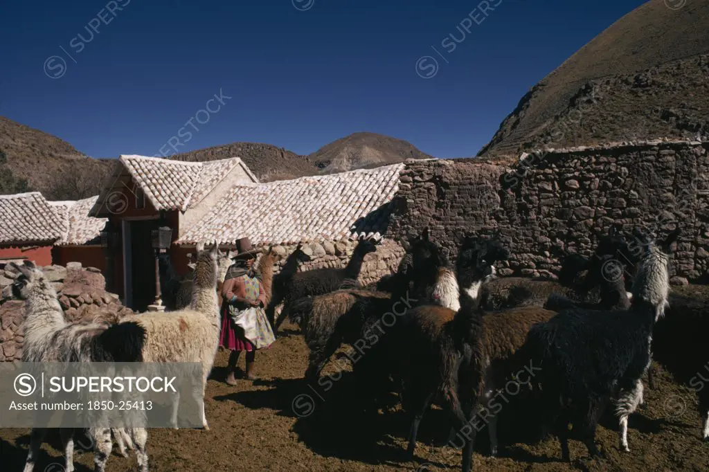 Bolivia, Cayara , 'Llama Herders Settlement With A Woman Standing Amongst Herd In Stone Enclosure. Domestic Animals In Bolivia And Peru Used For Wool, Meat And Milk'