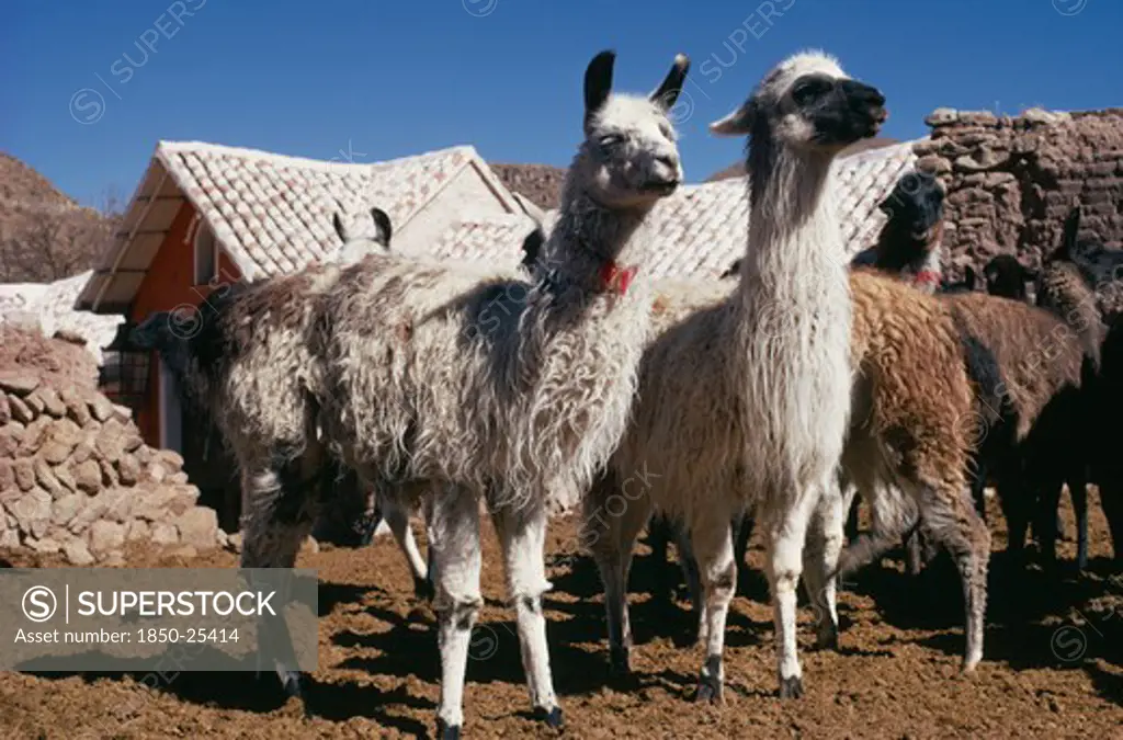 Bolivia, Cayara , 'Llama Herd In Stone Enclosure. Domestic Animals In Bolivia And Peru Used For Wool, Meat And Milk'
