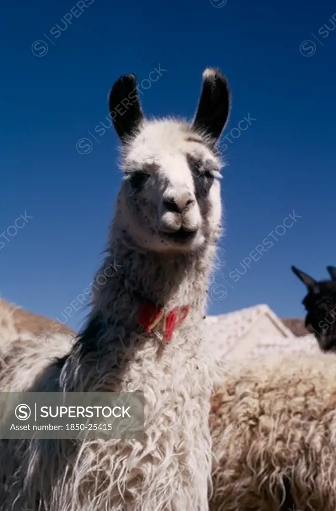 Bolivia, Cayara , 'Single Llama Near Herd. Domestic Animals In Bolivia And Peru Used For Wool, Meat And Milk'