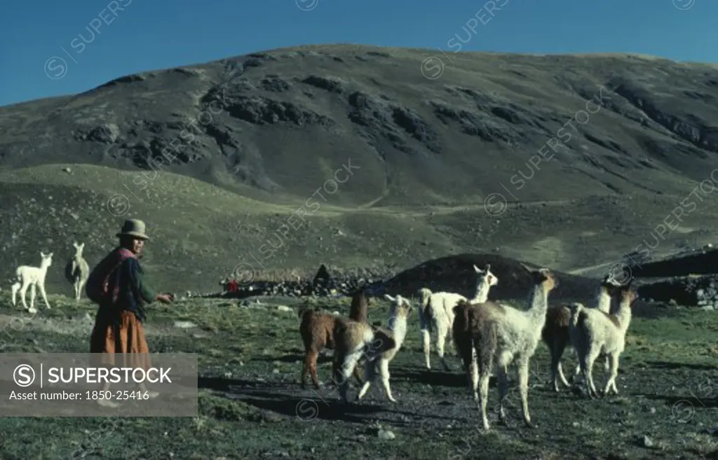 Bolivia, , 'Llama Herders. Domestic Animals In Bolivia And Peru Used For Wool, Meat And Milk'