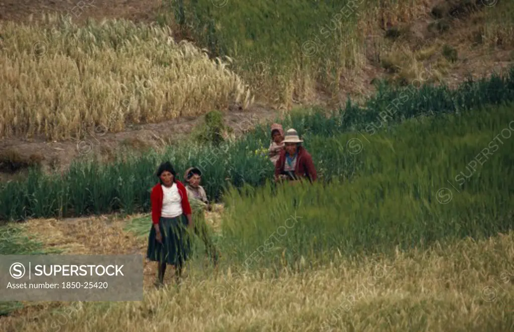 Bolivia, Altiplano, Potosi, Aymara / Quechua Family Reaping Their Barley. Near Potosi
