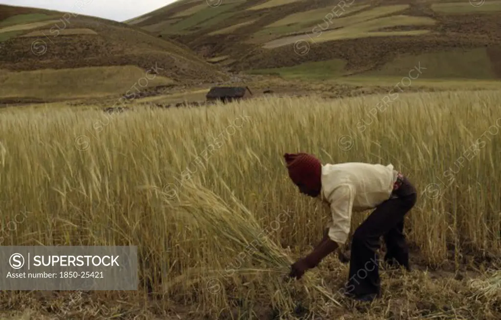 Bolivia, Altiplano, Potosi,  Aymara / Quechua Man Reaping Barley. Near Potosi