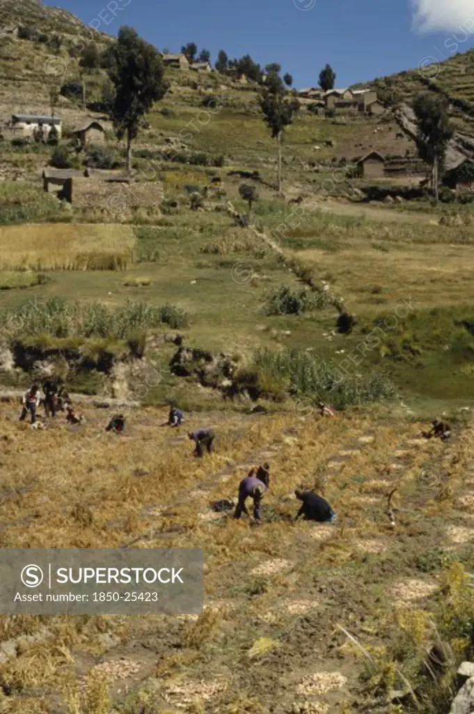 Bolivia, Lake Titicaca, Belen, 'Harvesting Potatoes, Root Vegetables And Onions'