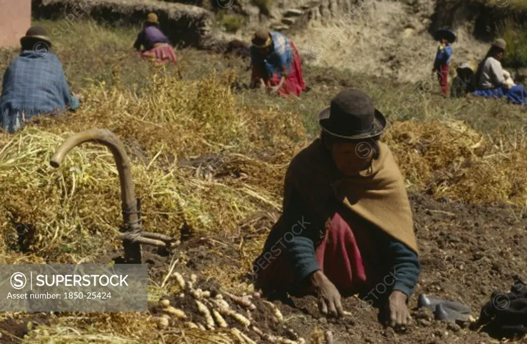 Bolivia, Lake Titicaca, Belen, 'Women Harvesting Potatoes, Root Vegetables And Onions'
