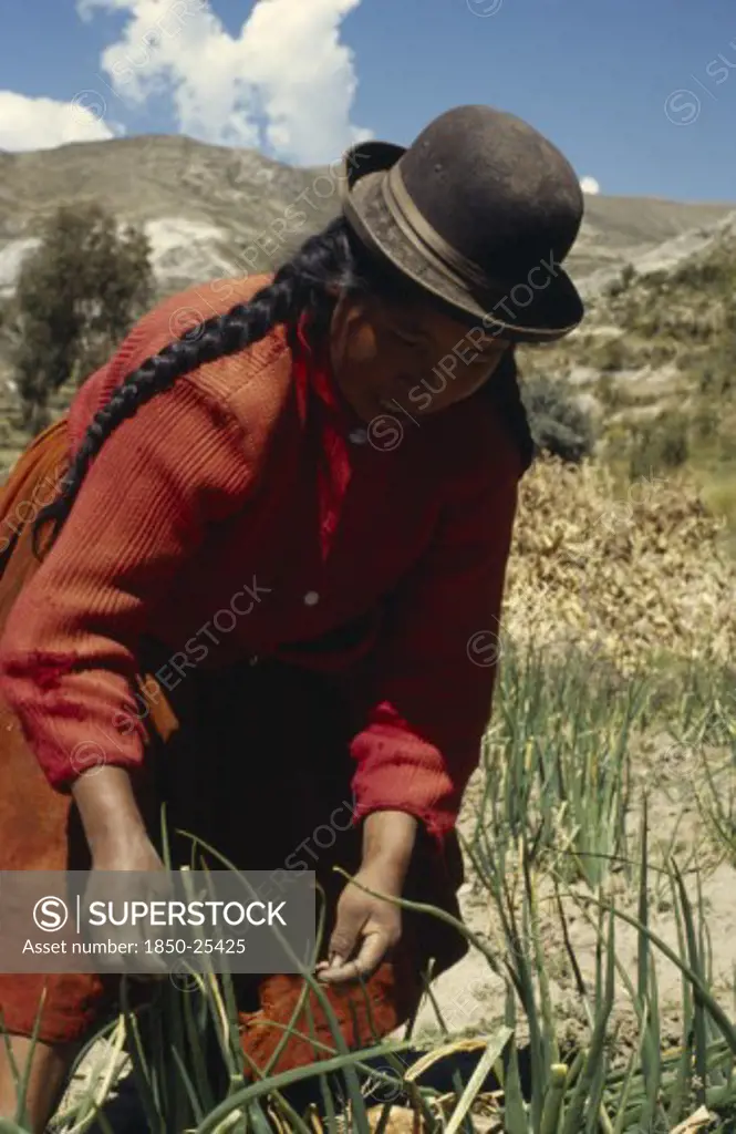 Bolivia, Lake Titicaca, Belen, 'Woman Harvesting Potatoes, Root Vegetables And Onions'