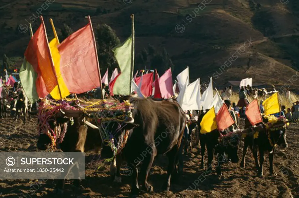 Bolivia, Cochabamba, Ox Ploughing Festival. Ox Cattle Carrying Coloured Flags Near Cochabamba