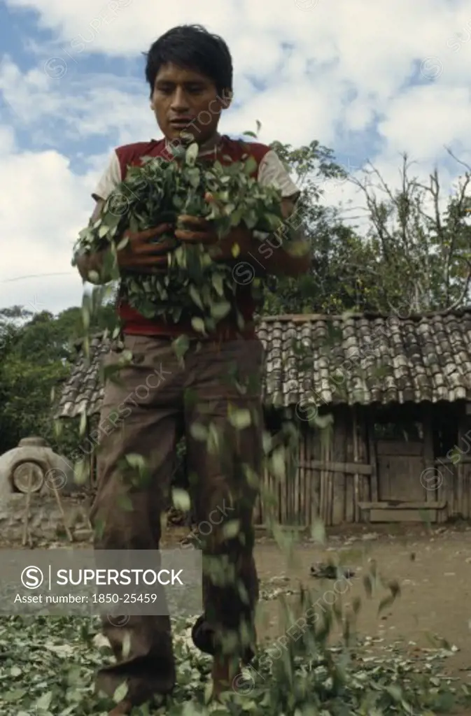 Bolivia, Chapare , Man Drying Coca Leaves In Traditional Commercial Coca Growing Area Mainly For Cocaine.