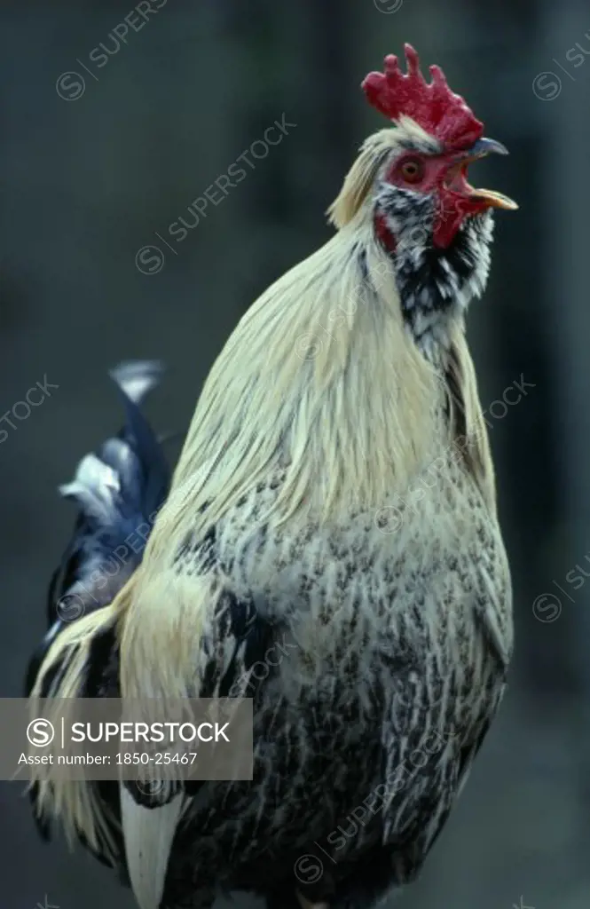 Agriculture, Livestock, Poultry, Single Cockerel