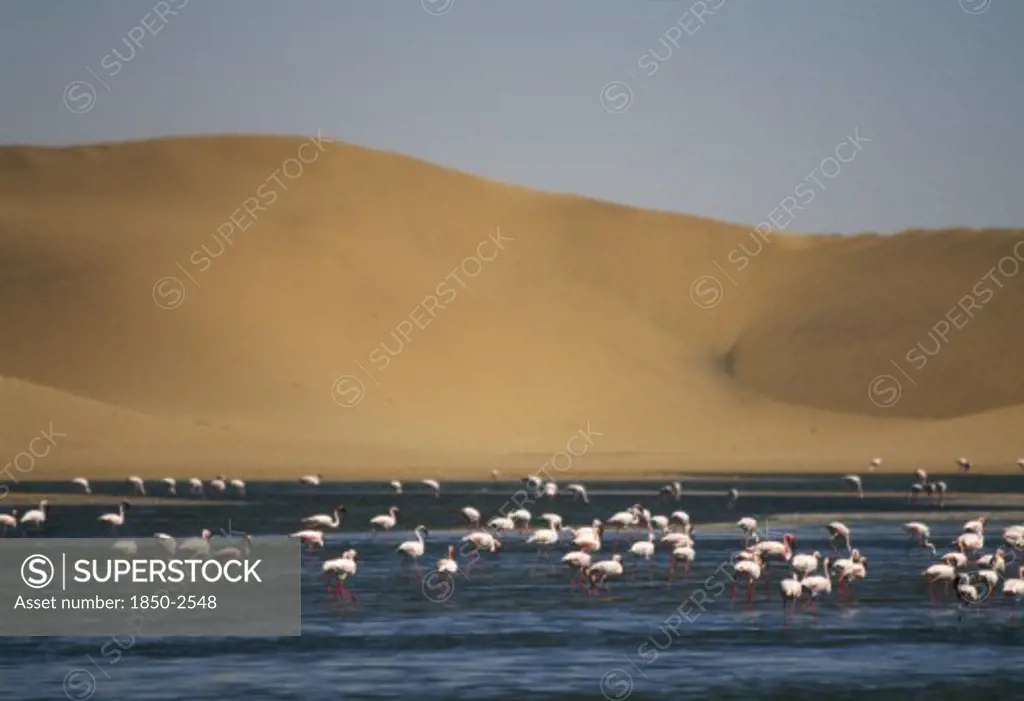 Wildlife, Birds, Flamingoes, Flamingoes Feeding In A Lagoon In Front Of Sand Dunes Near Walvis Bay On The Atlantic Coast Of Namibia