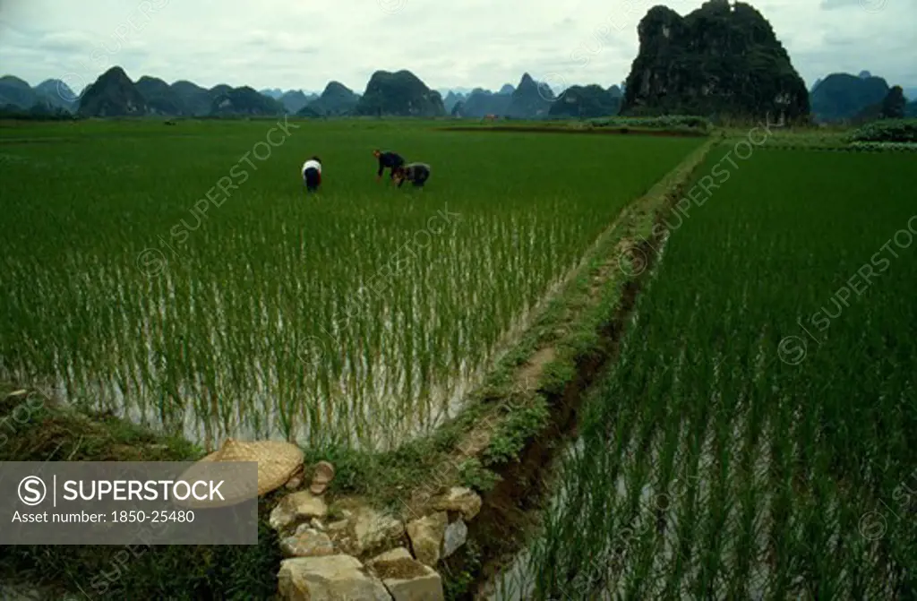 China, Guangxi, Guilin, Planting Rice In Paddy Fields