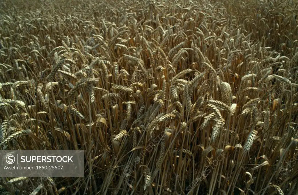 Agriculture, Arable, Wheat, Detail Of Wheat Crop In Theale Farm. Slinfold. West Sussex. England