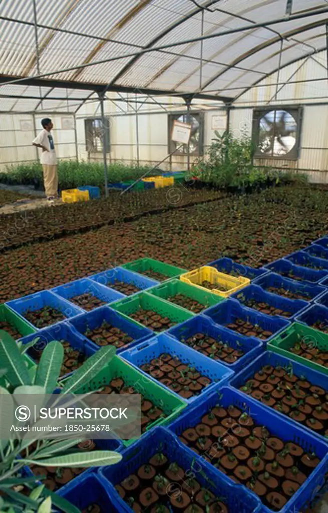 Uae, Abu Dhabi, Al Sammaliah, Mangrove Nursery Growing Imported And Local Plants Grown To Decrease Temperatures Risen Due To Global Warming.