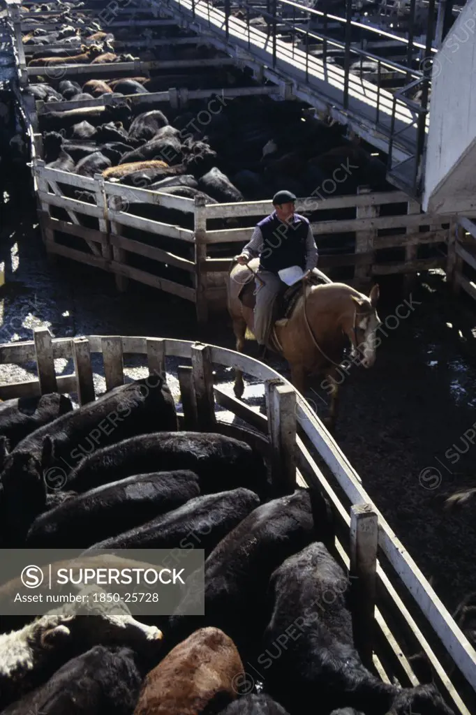Argentina, Buenos Aires, Man Riding Horse Between Cattle Pens In Huge Cattle Market.