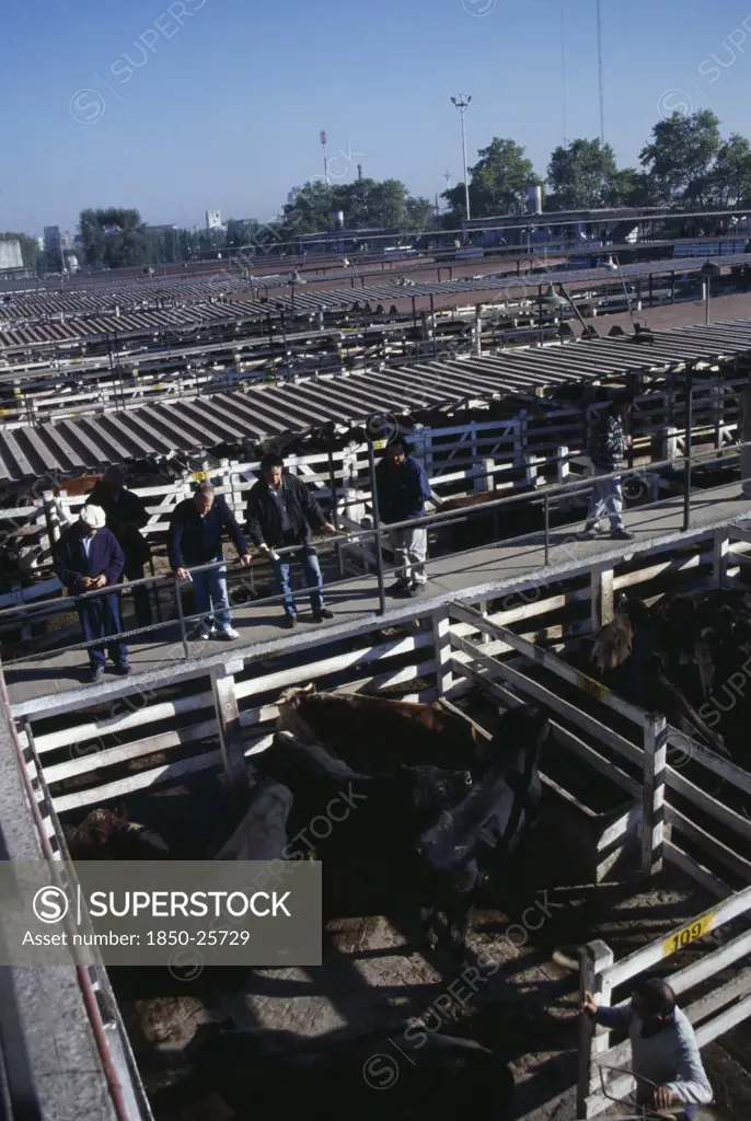 Argentina, Buenos Aires, 'Traders On Raised Walkway Between Cattle Pens, Examining Animals For Sale In Huge Cattle Market.'
