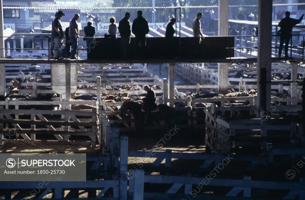 Argentina, Buenos Aires, 'Traders On Raised Walkway Above Cattle Pens, Examining Animals For Sale In Huge Cattle Market With Man On Horse Between Pens Below.'