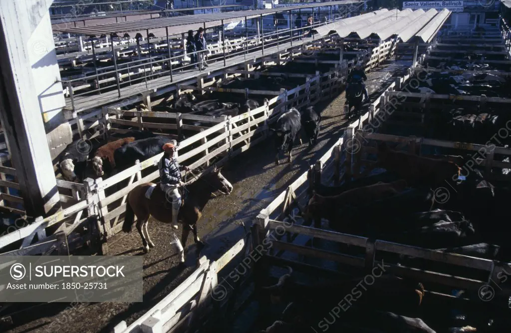 Argentina, Buenos Aires, 'Traders On Raised Walkway Above Cattle Pens, Examining Animals For Sale In Huge Cattle Market With Men On Horseback Moving Two Animals Between Pens Below.'