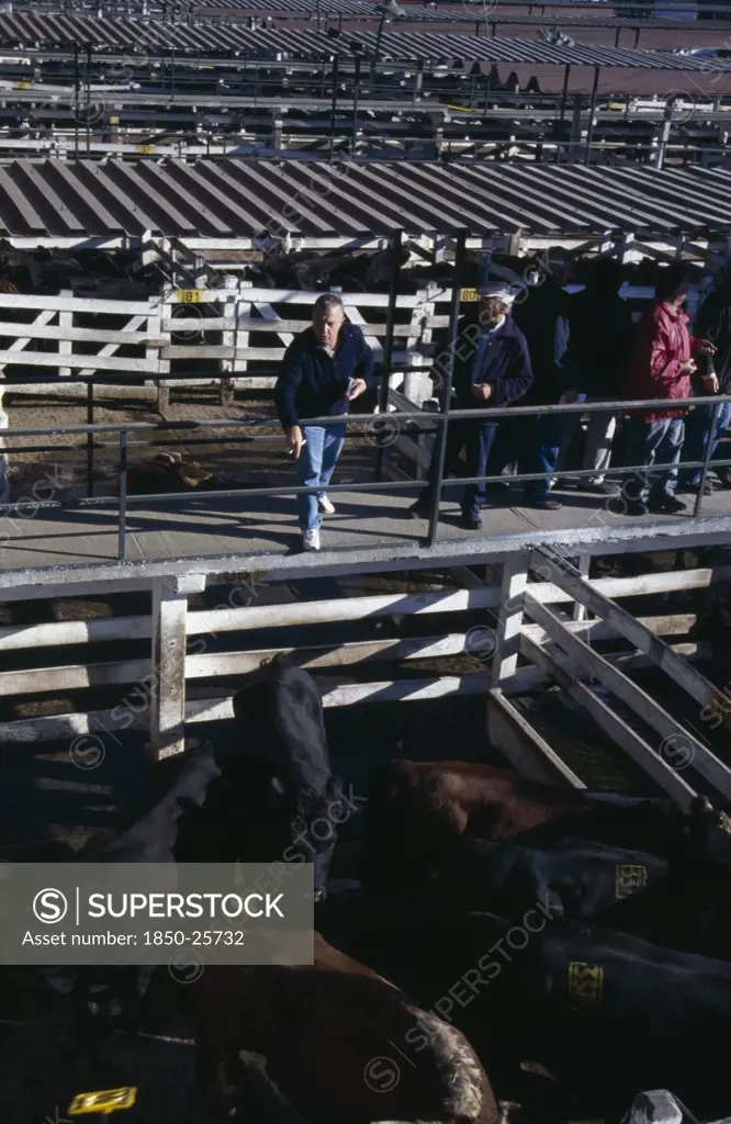 Argentina, Buenos Aires, 'Traders On Raised Walkway Above Cattle Pens, Examining Animals For Sale In Huge Cattle Market Below.'
