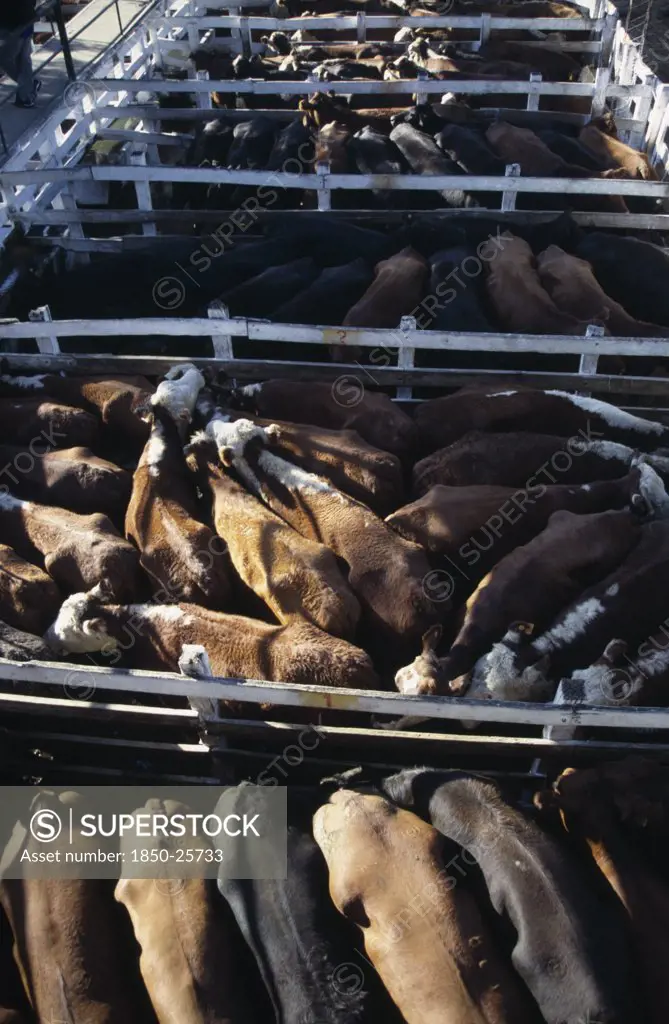 Argentina, Buenos Aires, Looking Down On Backs Of Animals In Tightly Packed Cattle Pens In Huge Cattle Market.