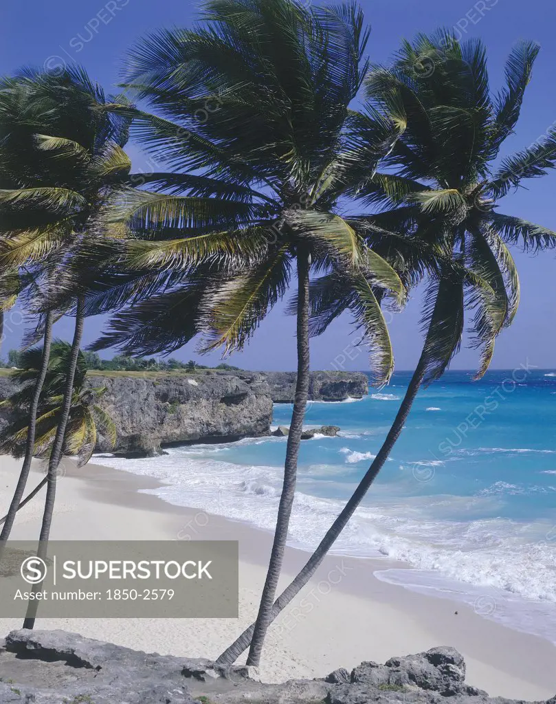 West Indies, Barbados, South Coast, Bottom Bay Beach With Coconut Palm Trees Blowing In The Wind On The Edge Of The White Sandy Beach