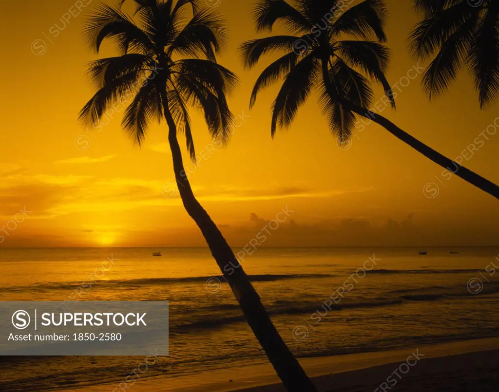 Barbados, West Coast, View Of Beach And Palm Trees At Sunset