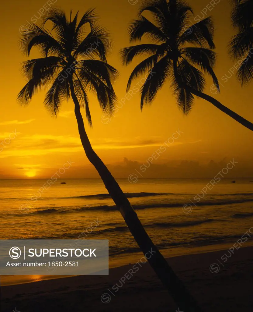 Barbados, West Coast, View Of Beach And Palm Trees At Sunset