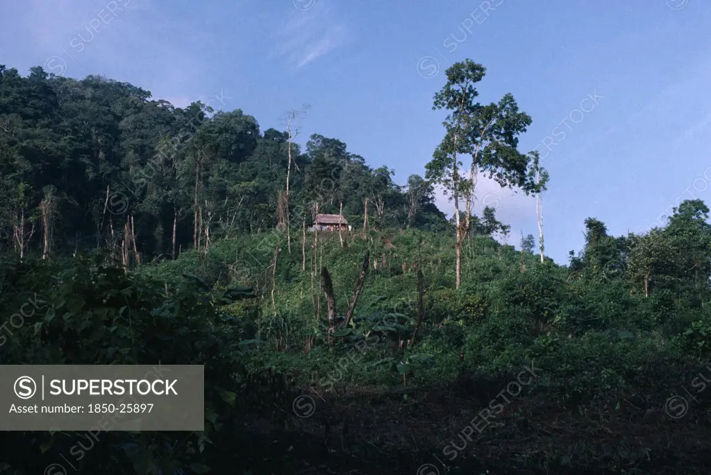 Guatemala, Alta Verapaz, Semuy, QEqchi Indian Refugee Village. Family House With A Thatched Roof On Elevated Land Next To Dense Green Rainforest.