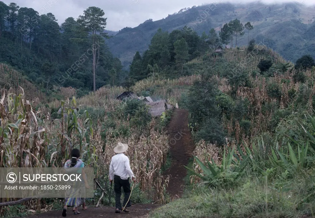 Guatemala, El Quiche, Chisis , Ixila Indian Man And Woman Walking Along Path Between Maize Crop