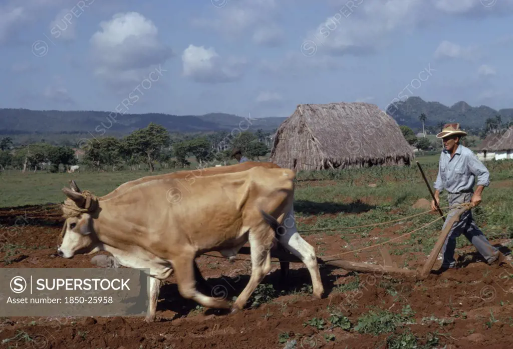 Cuba, Agriculture, Peasant Farmer Ploughing With Oxen Cattle In Field Near Thatched Farmstead