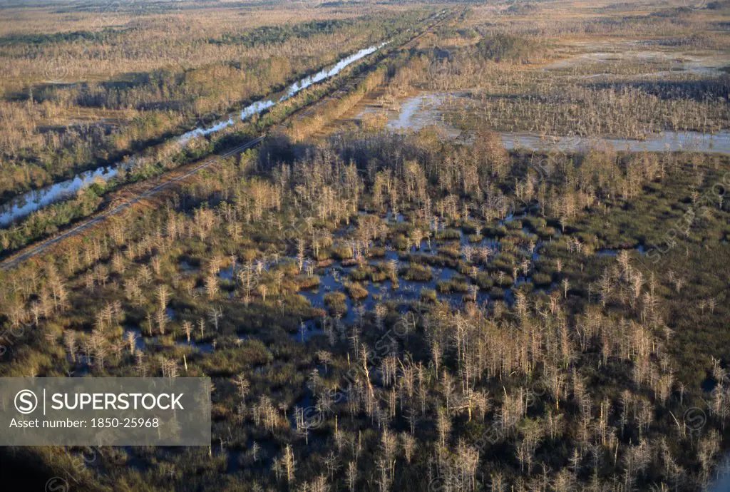 Usa, Florida, Everglades, Aerial View Over Cypress Trees Growing In Swamp