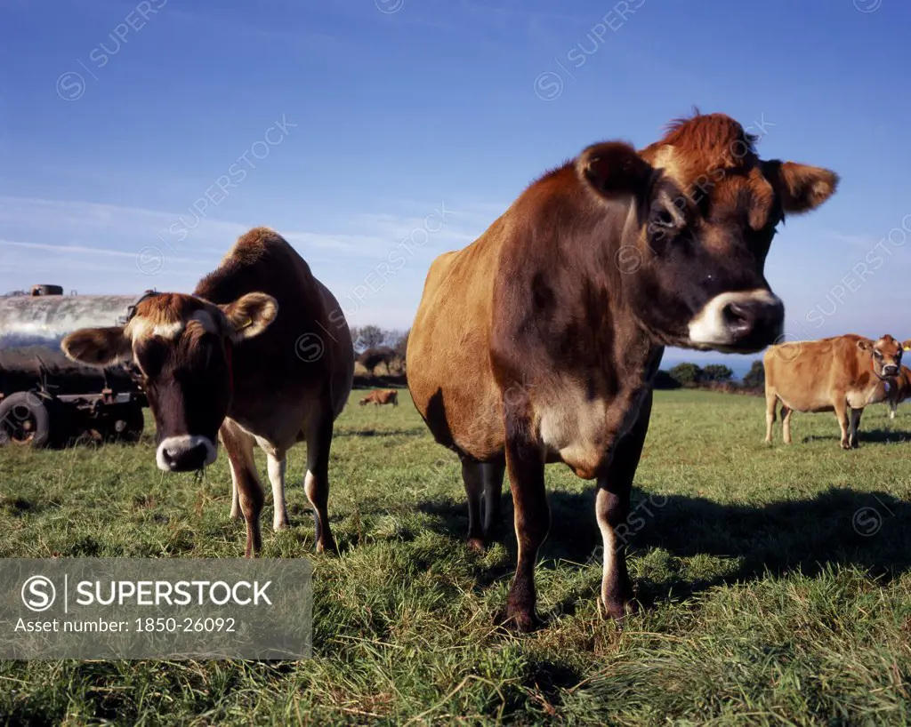 United Kingdom, Channel Islands, Jersey, Jersey Cattle