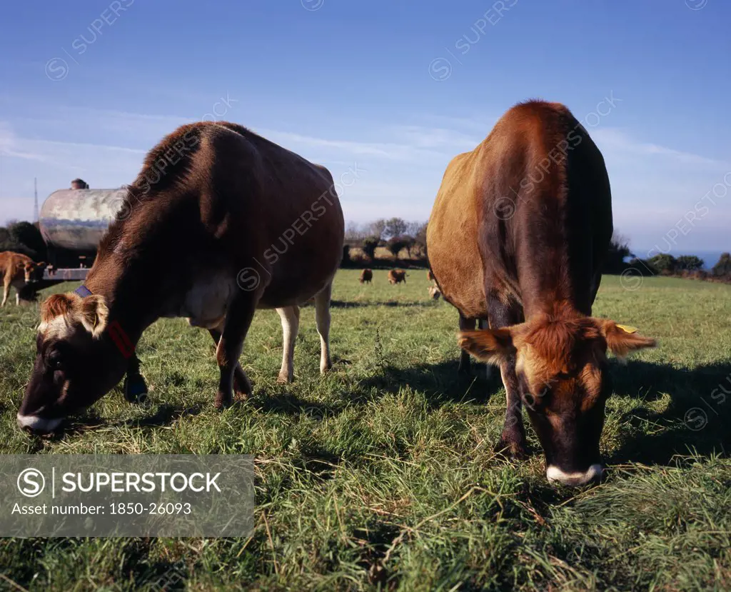 United Kingdom, Channel Islands, Jersey, Jersey Cattle Grazing On Lush Green Grass
