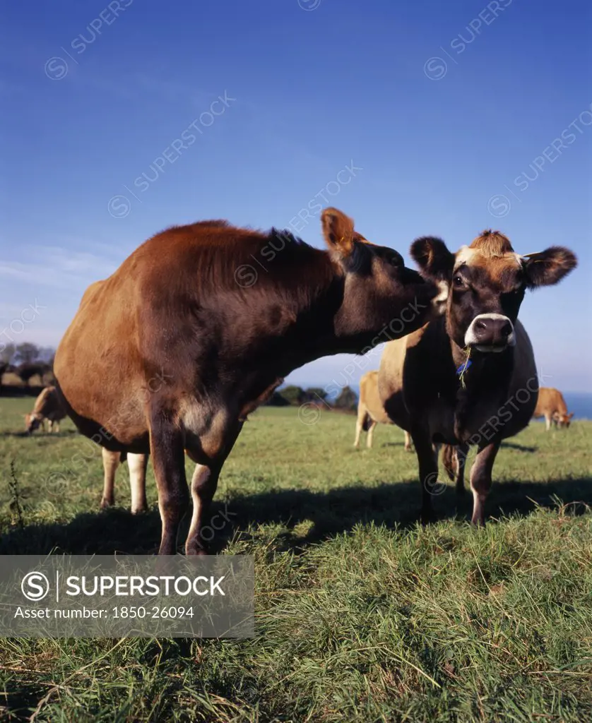United Kingdom, Channel Islands, Jersey, Jersey Cattle
