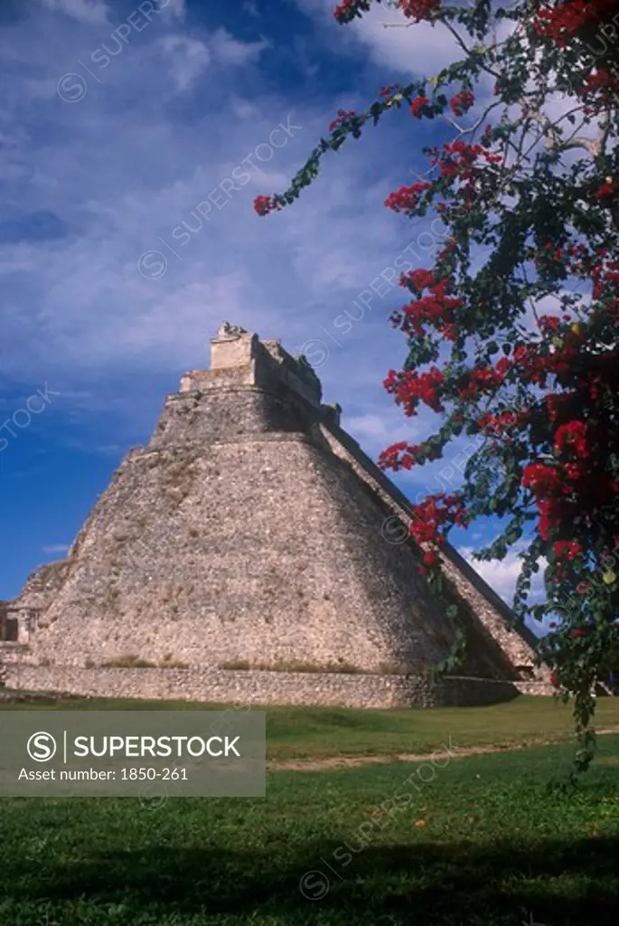 Mexico, Yucatan, Uxmal, Mayan Ruin Pyramid Dating From 1000 Ad With Overhanging Flowers On A Tree In The Foreground