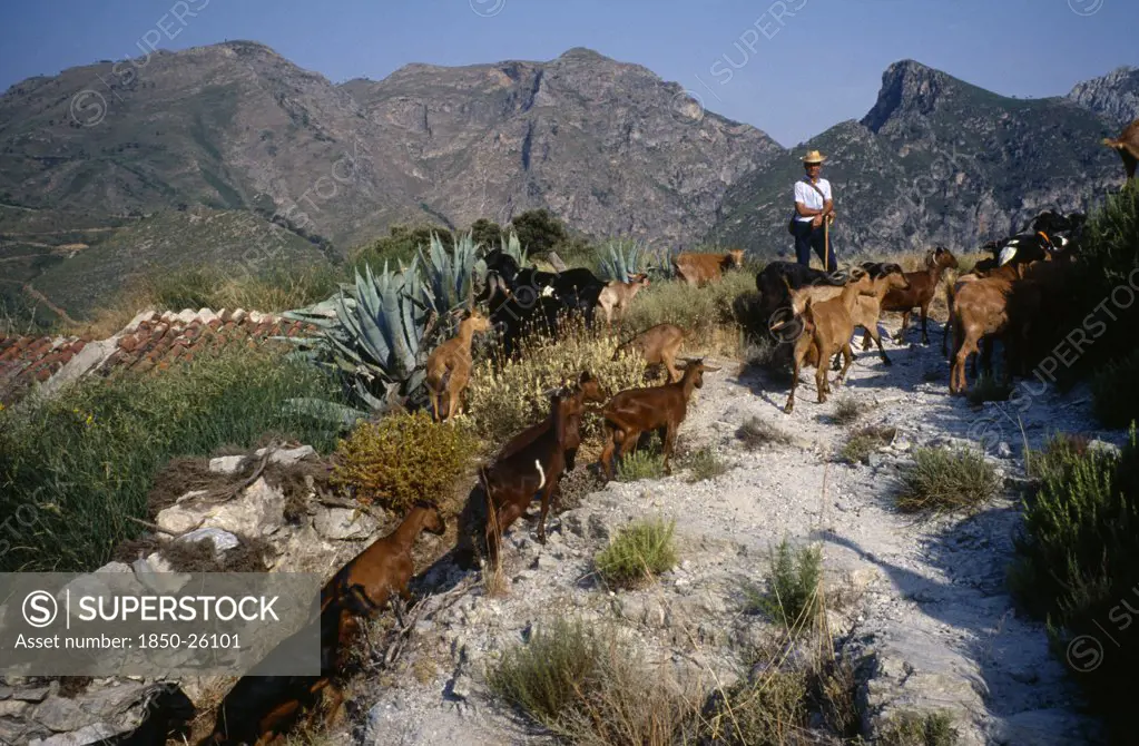 Spain, Sierra Nevada, Andalucia, Goat Herder On Mountain Track.