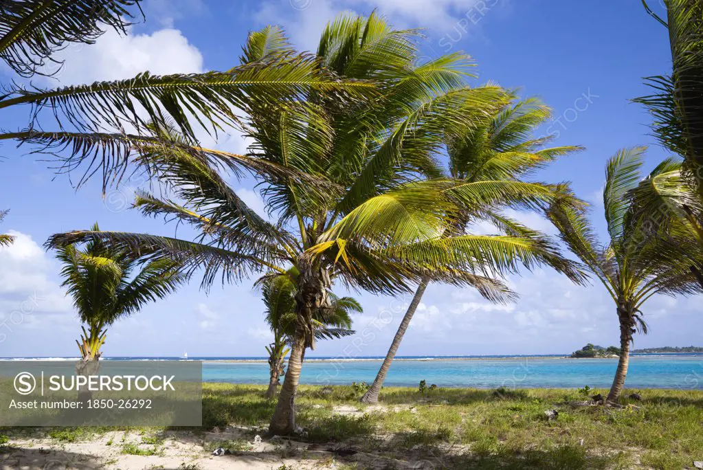 West Indies, St Vincent And The Grenadines, Union Island, Coconut Palm Trees Blowing In The Wind And Bending On The Beach At Clifton With A Sailing Yacht At Sea Beyond The Distant Reef.