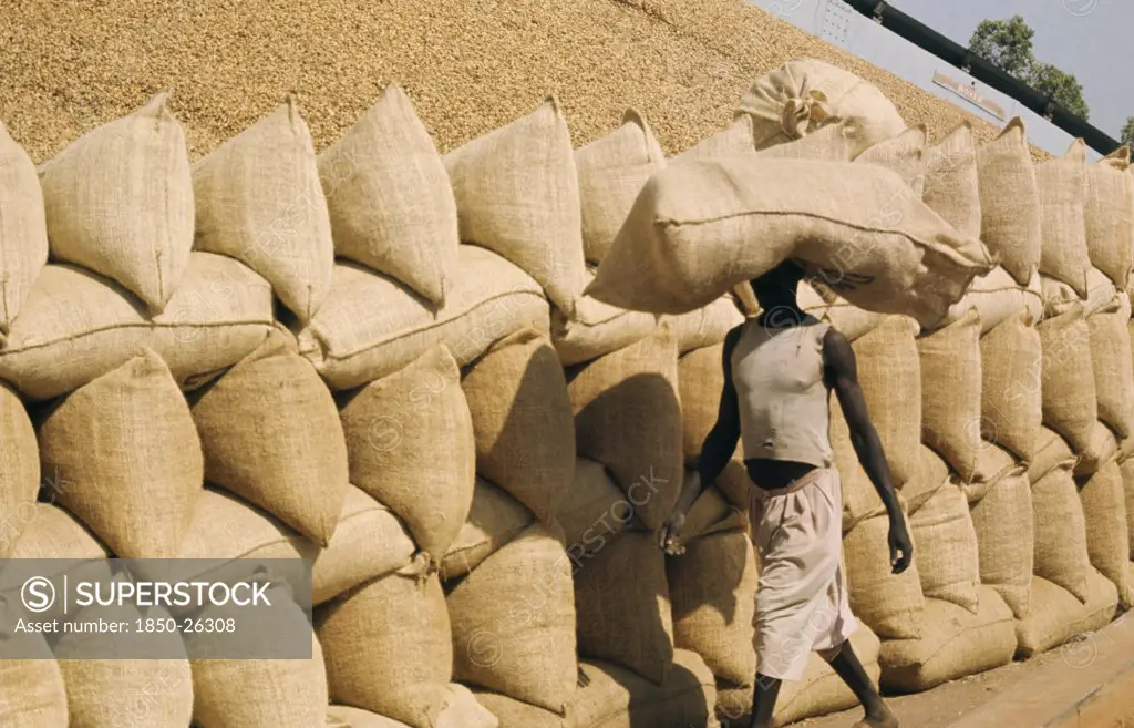 Senegal, Kaolak, Man Walking Past A Groundnut Pyramid Carrying A Large Full Sack On Head