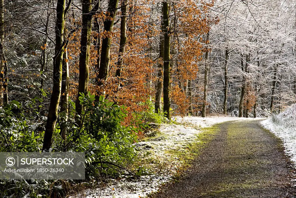 Ireland, Monaghan, Monaghan Town, Rossmore Forest Park. Winter Scene With Snow And Some Trees With Leaves