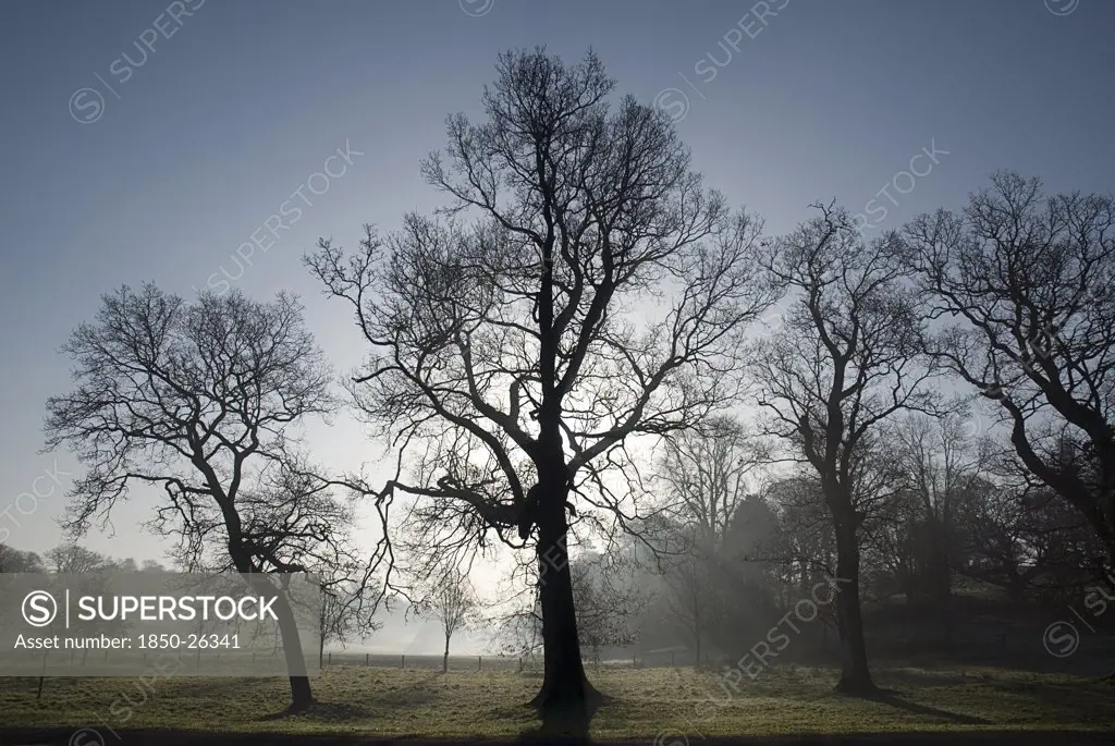 Ireland, Fermanagh, Enniskillen, Castle Coole Estate On A Frosty Morning With Backlit Silhouetted Leafless Trees.