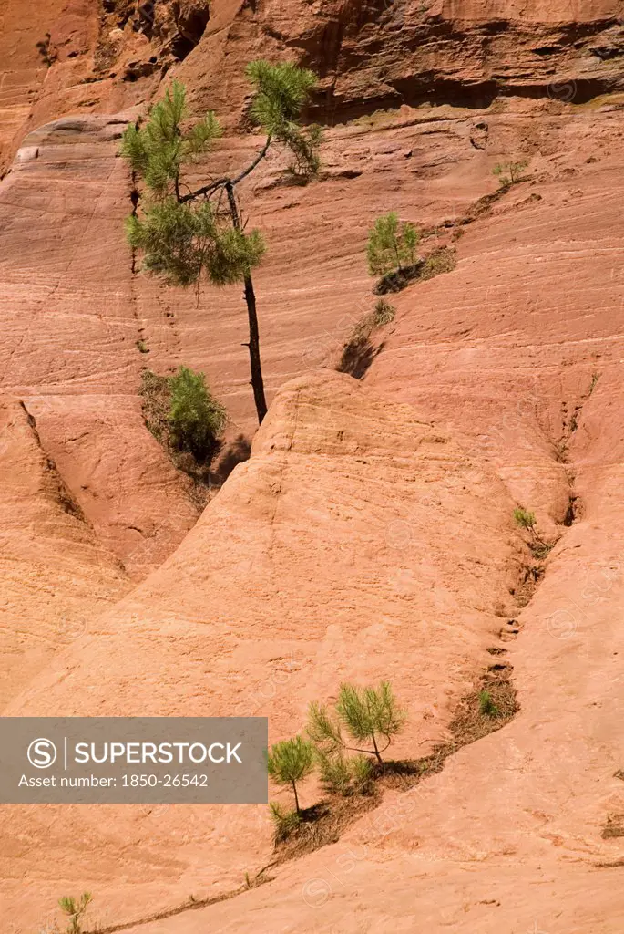 France, Provence Cote DAzur, Le Sentier Des Ocres (The Ochre Footpath) , Tree And Shrubs Growing In Gullys Through Ochre Cliff In The Area Known As The Needle Cirque.