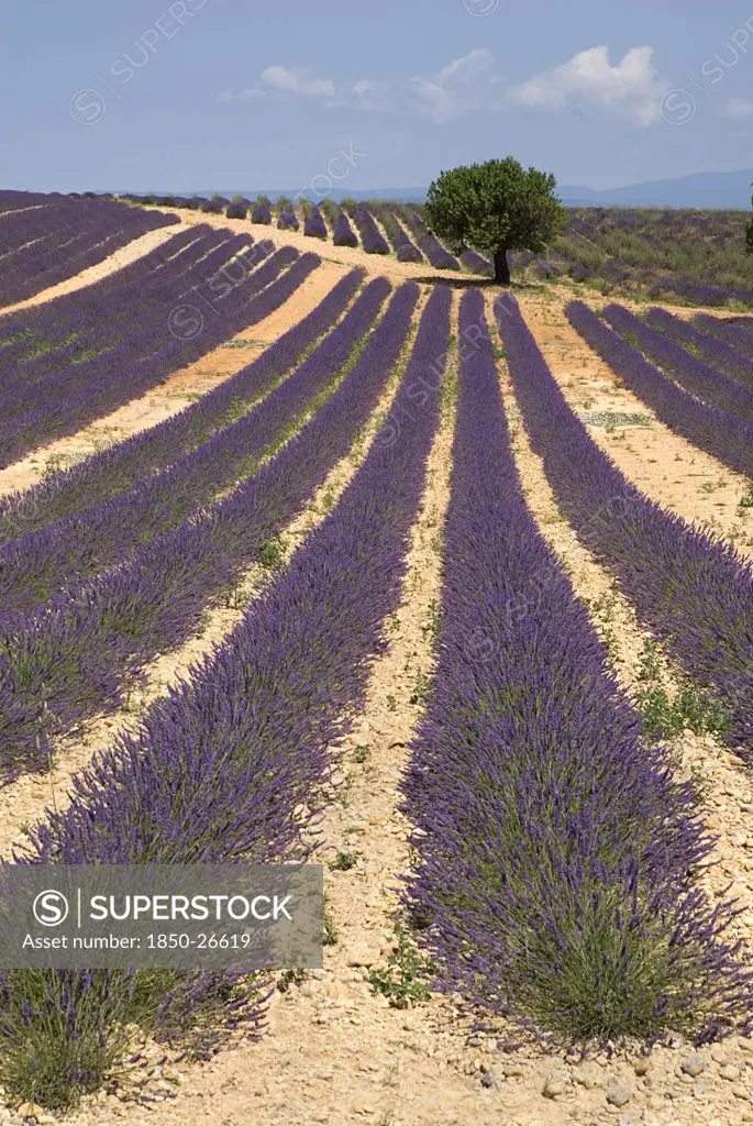France, Provence Cote DAzur, Alpes De Haute De Provence, 'Sweeping Vista Of Lavender Field With A Single Tree, Off-Centre, Just Below Skyline In Its Midst.  In Major Growing Area Near Town Of Valensole.'